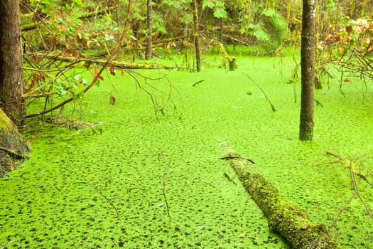 Temperate rainforest wetland wildernis landscape of West Coast  BC  Canada