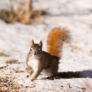 Alert cute American Red Squirrel Tamiasciurus hudsonicus watchful in winter snow