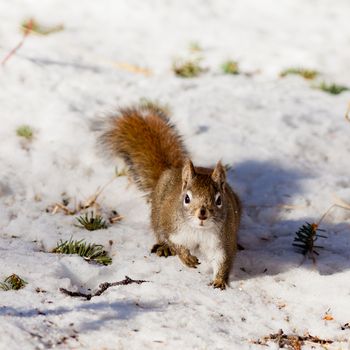 Alert cute American Red Squirrel Tamiasciurus hudsonicus watchful in winter snow