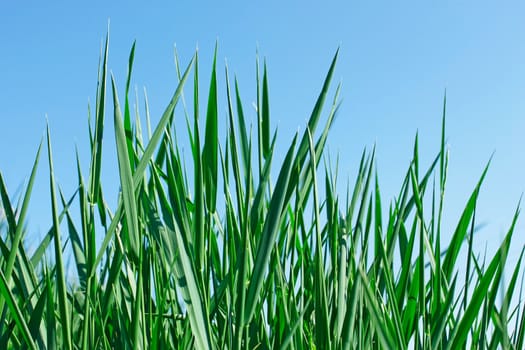 Young green grass against a blue sky in fine spring day