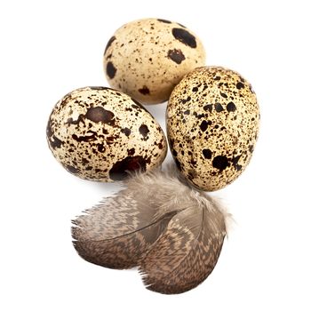 Three quail eggs spotted, two feathers isolated on white background