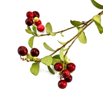 Sprig of red and burgundy lingonberry with green leaves isolated on white background