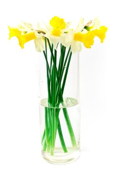 Yellow daffodils narcissus in big glass vase isolated on white