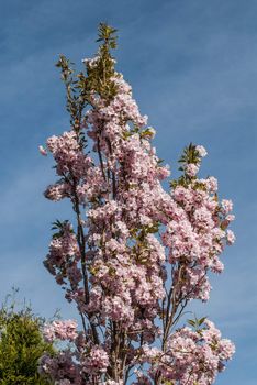 Cherry blossom in Hamburg in May