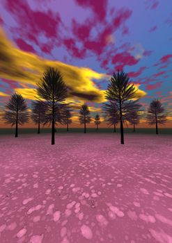 fir trees and sky