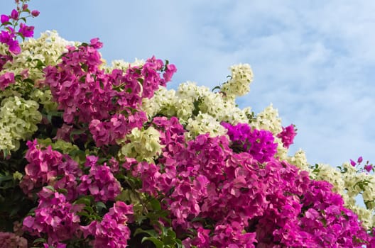 Bougainvillea bushes and the sky in Bright day