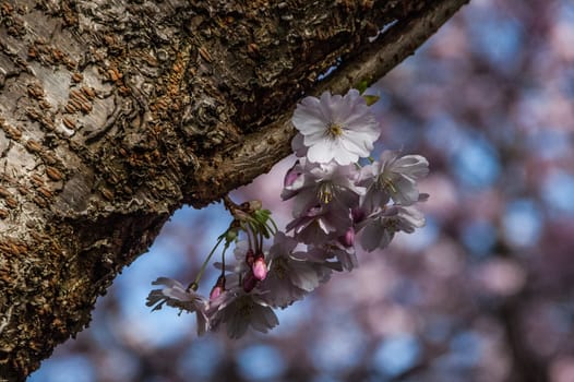 Kirschblüte