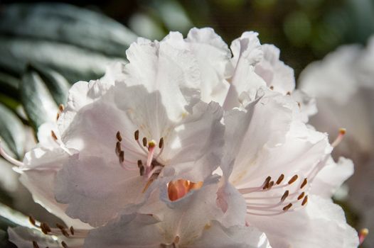 Cherry blossom in Hamburg in May