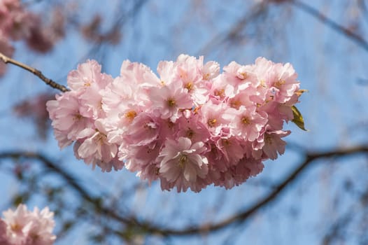 Cherry blossom in Hamburg in May