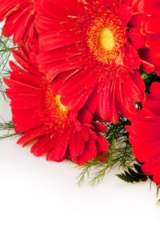 Bouquet of Red Gerbera Daisy Flower on White Background