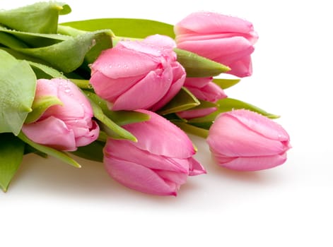 Bouquet of Pink Tulips on White Background
