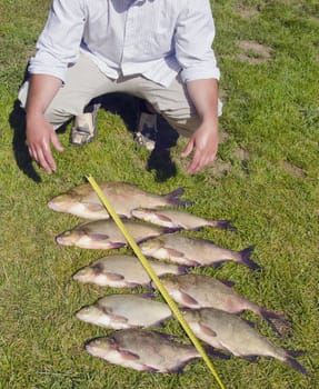 Fish catch bream on grass after successful fishing and fisherman. Measuring tool. Immeasurable catch.