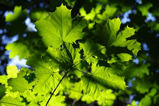 background with green maple leaves