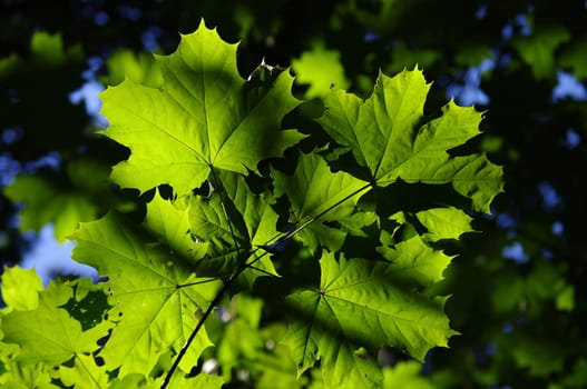 background with green maple leaves