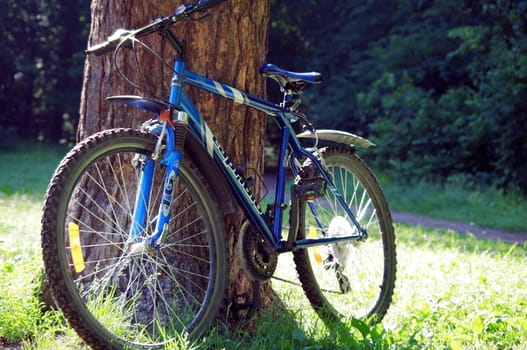 Mountain bike near the tree