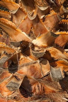 Close up from a palm tree trunk. 