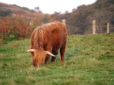 Scottish higland cow