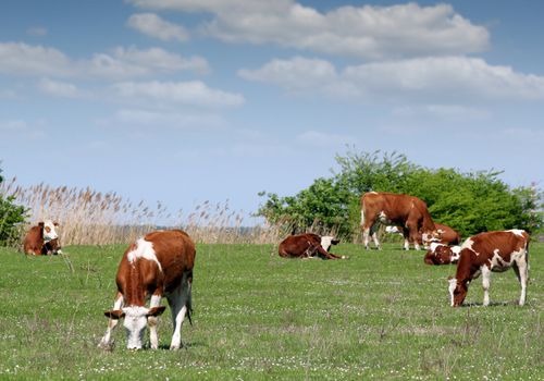 cows and calf on pasture farm scene