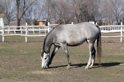 grey horse in corral farm scene