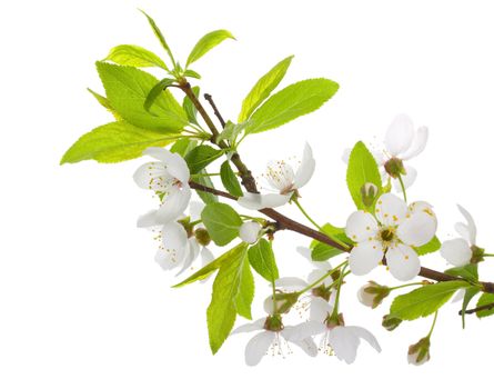 close-up blooming branch of plum tree, isolated on white