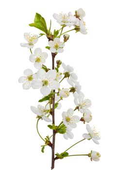 close-up blooming cherry branch, isolated on white
