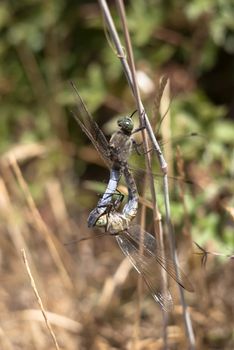 dragonfly mating in the natural park of nebrodi. sicily