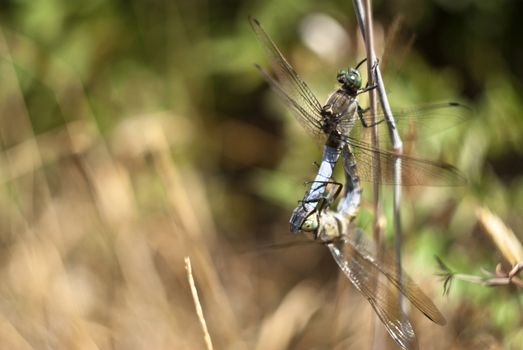 dragonfly mating in the natural park of nebrodi. sicily