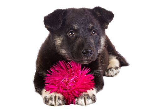 close-up puppy with flower, isolated on white