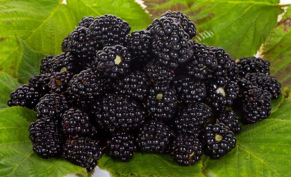 close-up heap of blackberries on leaves