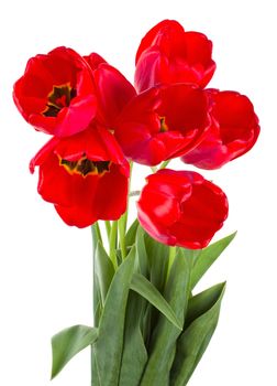 close-up red tulips bouquet, isolated on white