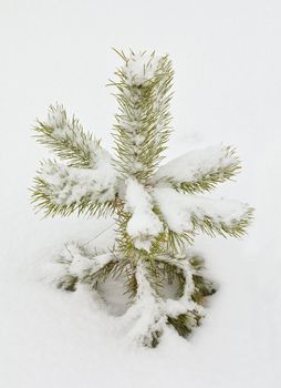 close-up small pine covered with snow