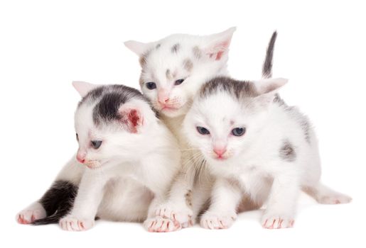 close-up black and white kittens on white background