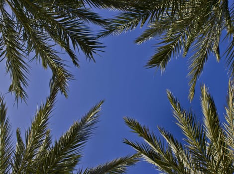 looking up through the palm trees