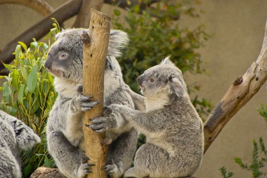 Baby koala bear holding onto its mother