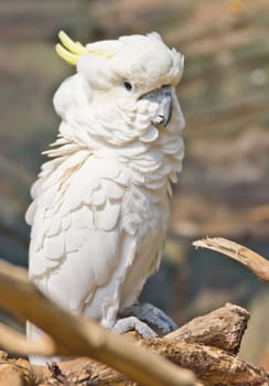 Cockatoo