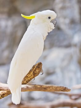 Cockatoo