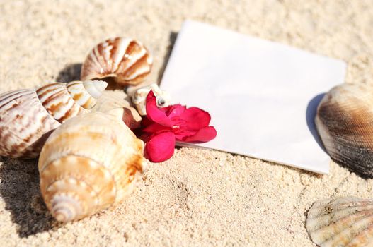 blank paper on white sand beach with starfish and shells like summer vacation background