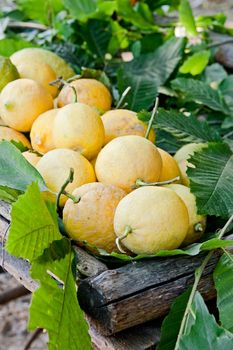 Bunch of fresh lemons in a basket