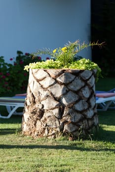 palm trunk