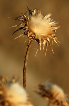 milk thistle  (silybum marianum)  in the field in summer