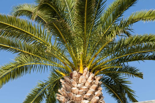 Green palm tree