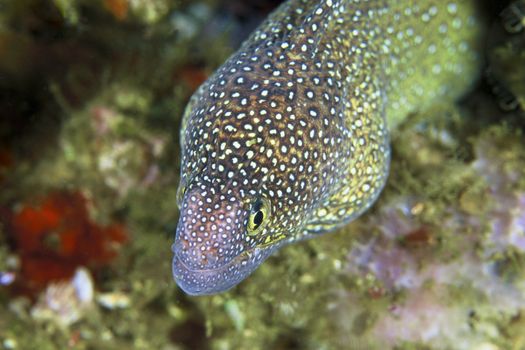 A close up on the head of a eel, Mozambique