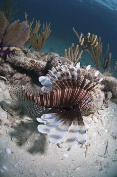 Lionfish swimming over a coral reef, Bahamas