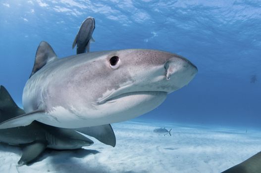 Lemon and tiger sharks swimming along the sea bed, Bahamas