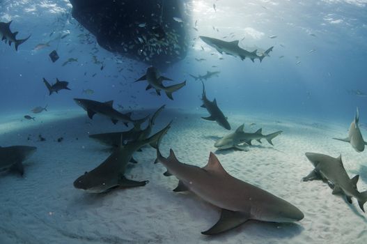 A large group of lemon sharks underneath a dive boat, Bahamas