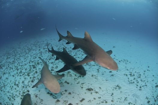 Sharks swimming over the sea bed, Bahamas