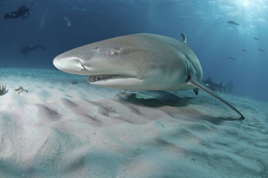 A lemon shark swimming along the sea bed with divers in the background, Bahamas