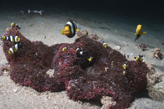 Cuttlefish swimming along a carpet anemone, Bangka, Indonesia