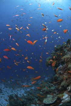 School of Fairy Basslets swimming in disorder around a reef, Dahab, Egypt