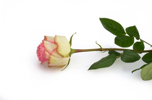A white and pink rose laying on white background